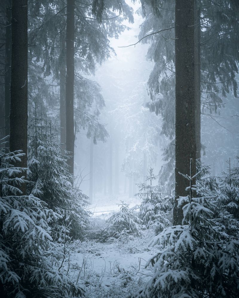 The photo shows a forest in winter. The trees in the foreground are covered in snow and the clearing towards the middle of the scene is thick with mists. 