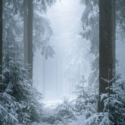 The photo shows a forest in winter. The trees in the foreground are covered in snow and the clearing towards the middle of the scene is thick with mists. 