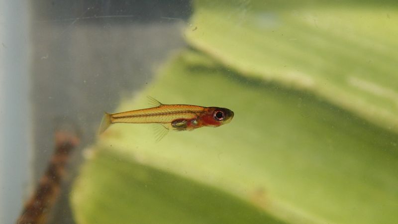 photograph of Paedocypris progenetica, a small, partially transparent fish with an orange tint