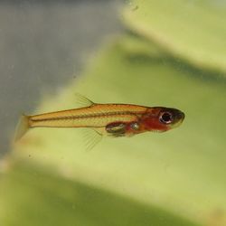 photograph of Paedocypris progenetica, a small, partially transparent fish with an orange tint