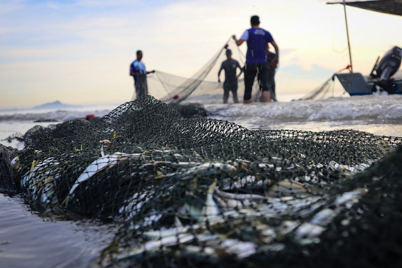 fish caught in trawl net on a beach