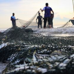 fish caught in trawl net on a beach