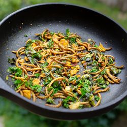 edible mealworms frying in a pan with some green herbs