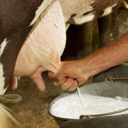 Man milking a cow