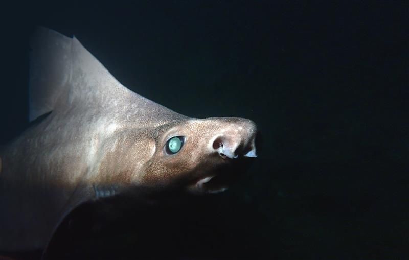 A close-up photo of the angular roughshark taken underwater. The animals light brownish face is visible with blue-green eye but the skin running down its back and over its dorsal thin is pale and grey.