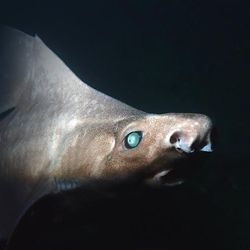 A close-up photo of the angular roughshark taken underwater. The animals light brownish face is visible with blue-green eye but the skin running down its back and over its dorsal thin is pale and grey.