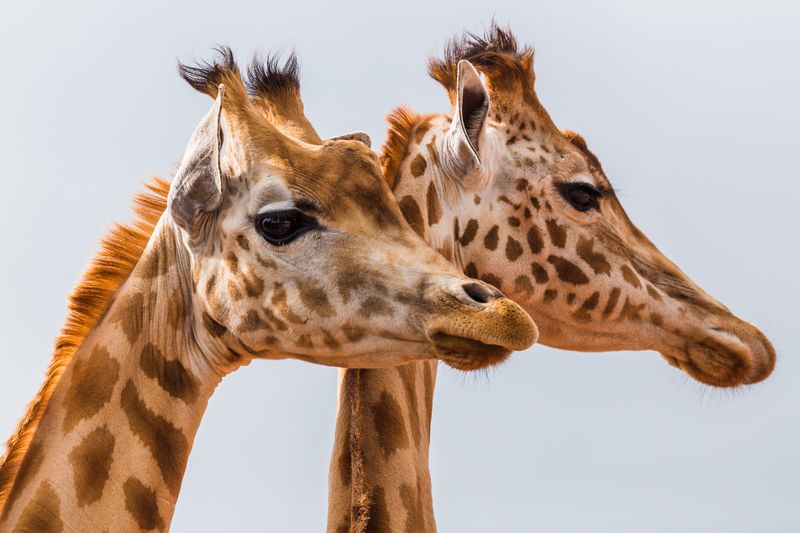 Head-shot of two West African giraffes, seen at the South Lakes Safari Zoo during the summer of 2016.