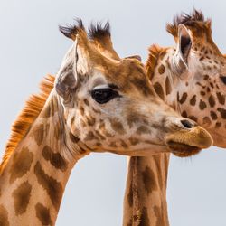 Head-shot of two West African giraffes, seen at the South Lakes Safari Zoo during the summer of 2016.