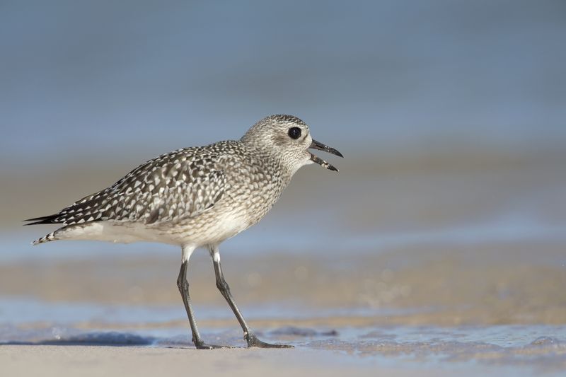 Gray plover bird on a beach with beak open as if surprised