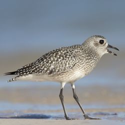 Gray plover bird on a beach with beak open as if surprised