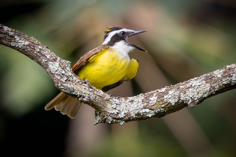 Great kiskadee with its mouth open, sat on a branch