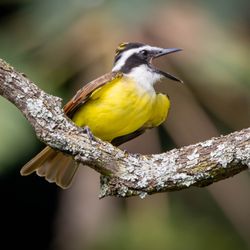 Great kiskadee with its mouth open, sat on a branch