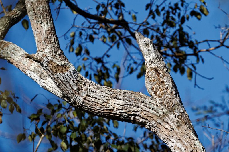 A great potoo is in the famous "freeze" pose on a branch. The feathers are extremely well camouflages making it seem like the bird is part of the tree.