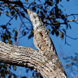 A great potoo is in the famous "freeze" pose on a branch. The feathers are extremely well camouflages making it seem like the bird is part of the tree.