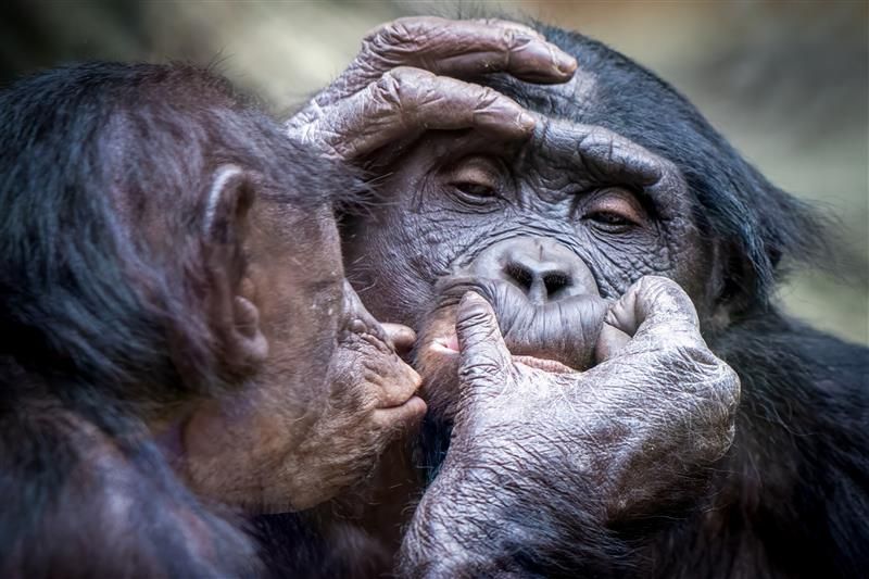 One chimpanzee is closely examining the face of another. It has its left hand supporting the other ape's eyebrow while the other its right hand looks closely at its lip. The chimpanzee doing the grooming has its lips puckered like it is about to kiss the other one. 