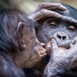 One chimpanzee is closely examining the face of another. It has its left hand supporting the other ape's eyebrow while the other its right hand looks closely at its lip. The chimpanzee doing the grooming has its lips puckered like it is about to kiss the other one. 