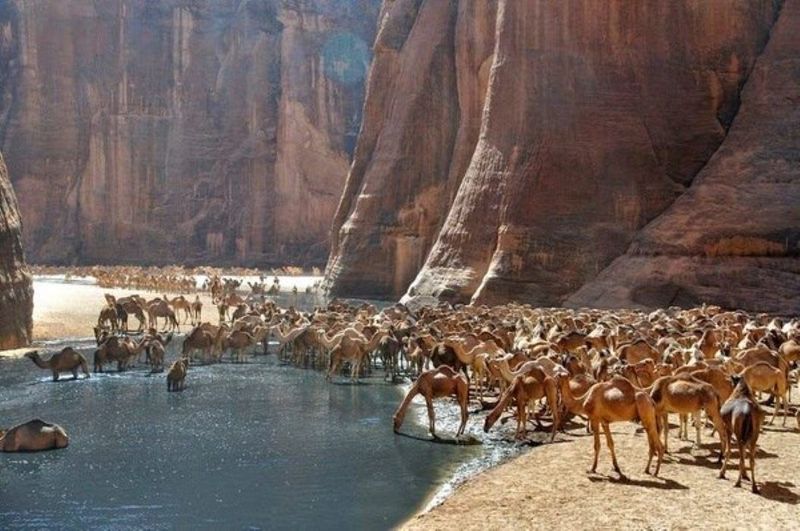 A caravan of camels sip from the freshwater of Guelta d'Archei in northeastern Chad.