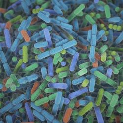 illustration of human gut bacteria, multicoloured representations of rod-shaped Bacillus bacteria