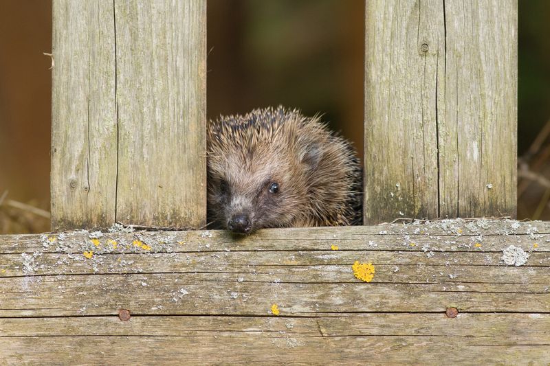 small European hedgehog looks through a gap in a wooden fence.