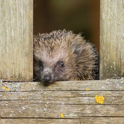 small European hedgehog looks through a gap in a wooden fence.