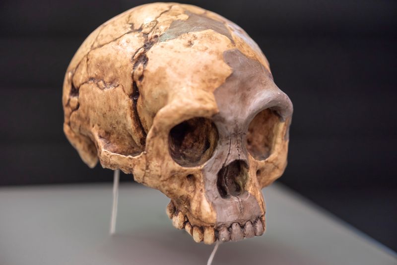 Homo floresiensis skull