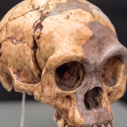 Homo floresiensis skull