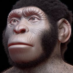 A facial reconstruction of Homo naledi, created with the coherent anatomical deformation technique.