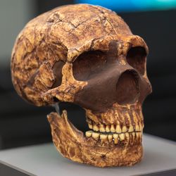 The most complete Neanderthal skull ever found. It was discovered in 1909