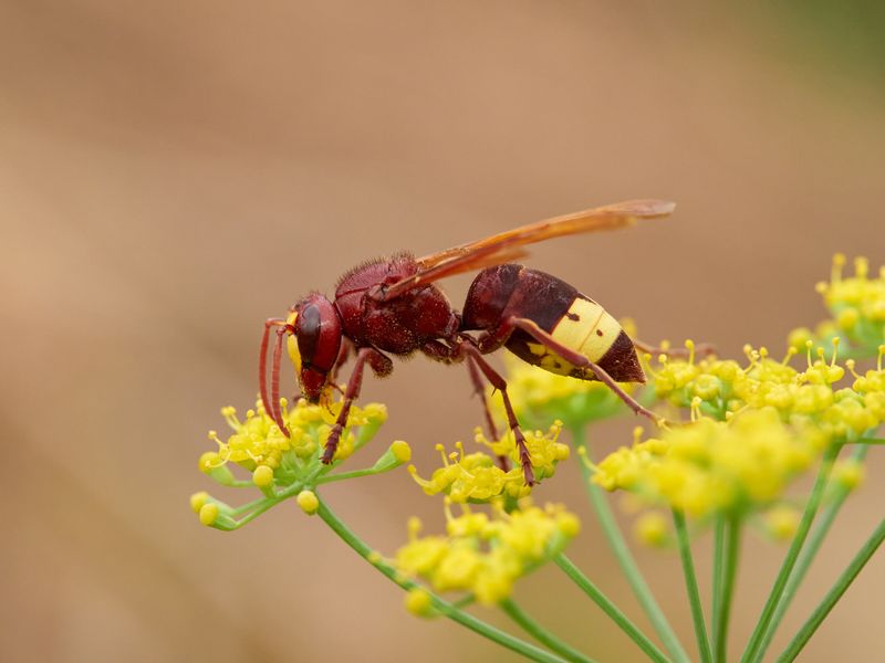 Close up of an oriental hornet (Vespa orientalis) drinking nectar from a yellow flower