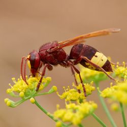 Close up of an oriental hornet (Vespa orientalis) drinking nectar from a yellow flower