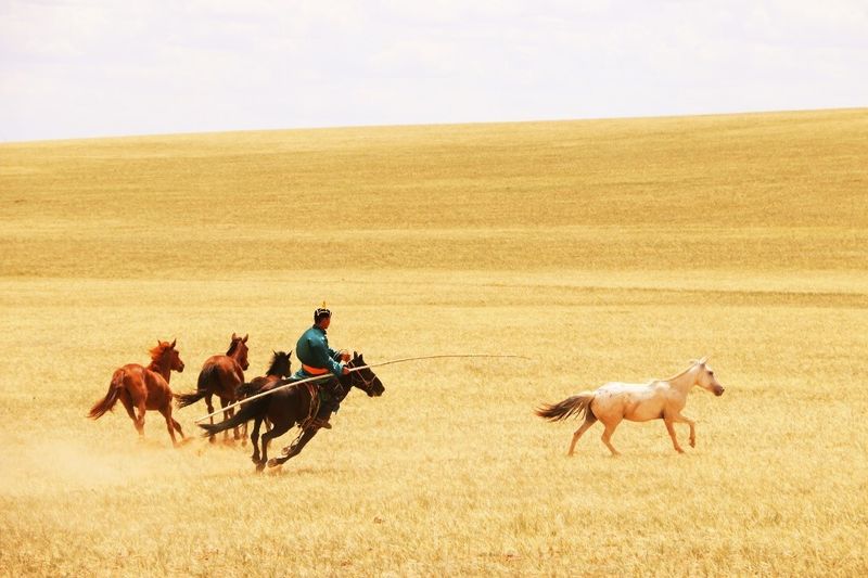 A photo of a man wearing traditional Mongolian clothing riding on a horse as he tries to guide and capture wild horses. He is rising in a grassy field that is almost uniformly yellow from sun exposure. He has separated out a small light coloured horse while three others move away in the background.