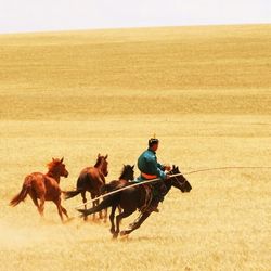 A photo of a man wearing traditional Mongolian clothing riding on a horse as he tries to guide and capture wild horses. He is rising in a grassy field that is almost uniformly yellow from sun exposure. He has separated out a small light coloured horse while three others move away in the background.