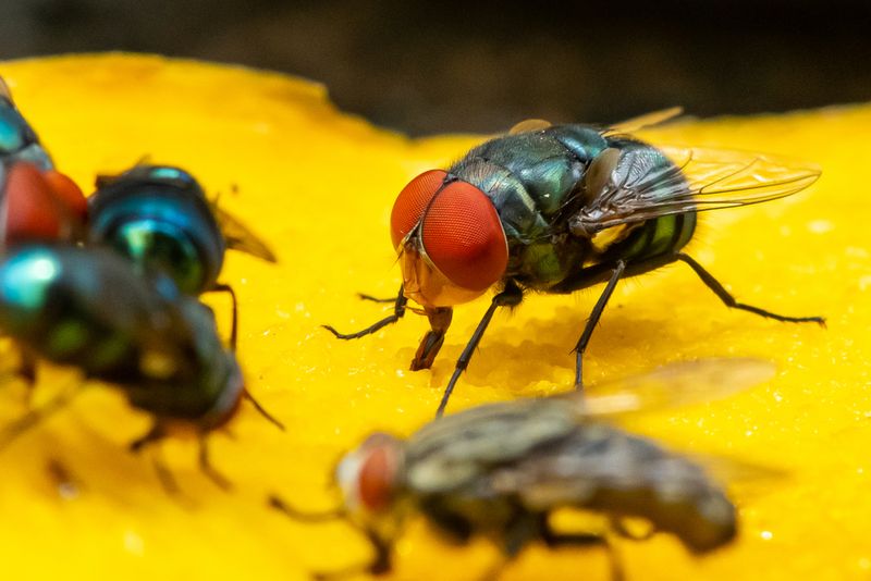 Green houseflies feeding on ripe mango using their labellum to suck the meat