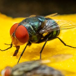 Green houseflies feeding on ripe mango using their labellum to suck the meat