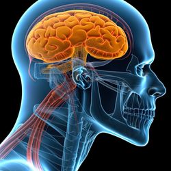 side view of human head 3D illustration, showing skeleton and brain