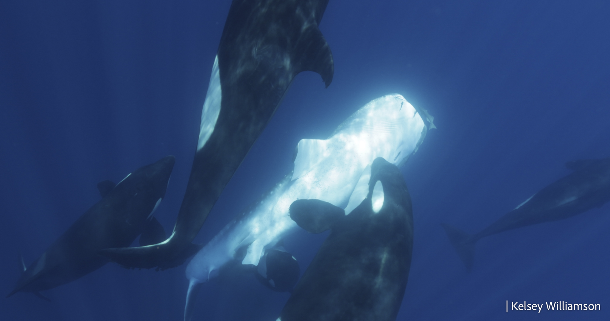 Five orcas swim around a whale shark that is upside down. One orcas is either holding the shark or has it trapped under its head. 