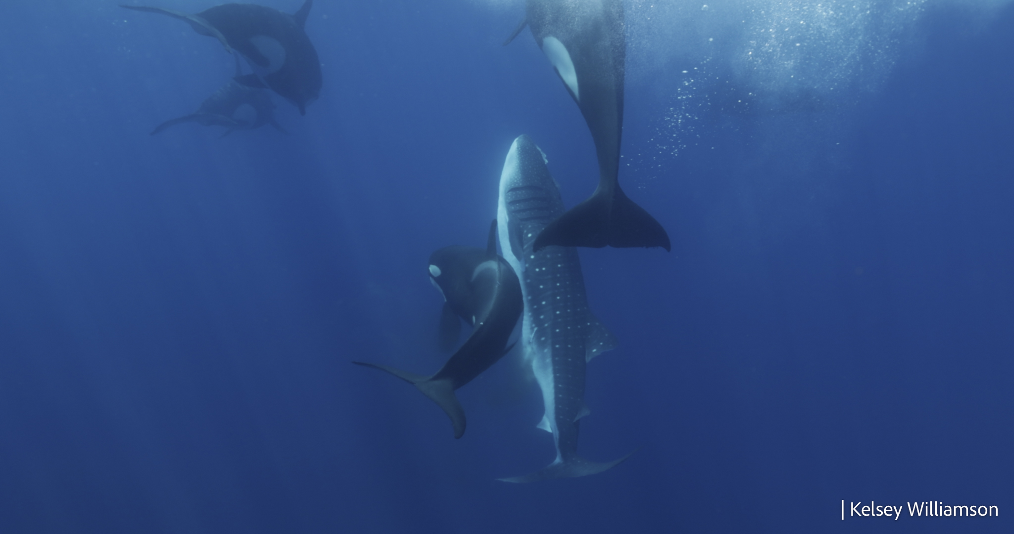 A whale shark is directly facing up in the water and orcas swim round it. Bubbles at the top of the image indicate the animals are near the surface.