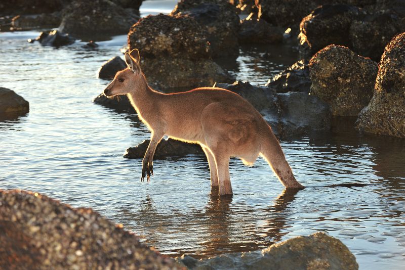 kangaroo in water