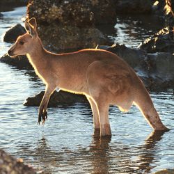 kangaroo in water