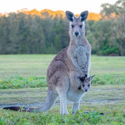 kangaroo photographed in an area with lots of green grass and trees in the background; she is facing the camera, as is her joey whose head is visible sticking out of her pouch