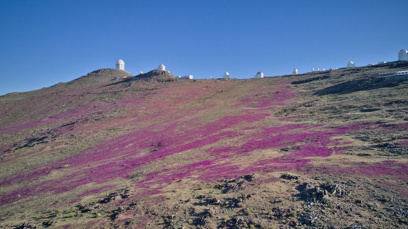 La Silla Observatory superbloom