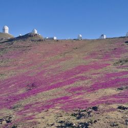 La Silla Observatory superbloom