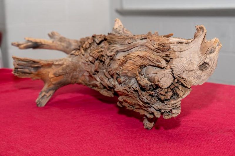 A 3,775 year old Eastern cedar log, discovered in Quebec