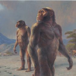 An illustration showing what Lucy and her species may have looked like. The colored image shows two ape-like hominids standing in the foreground. The first is male and, slightly behind him, is a female example. Further in the background are some other members of their species following footprints in the sand. The animals are located within an African setting with a mountain in the background as well as some elephants, giraffes and ghazel.  