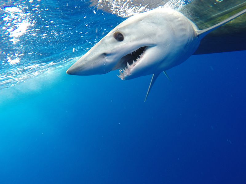 After giving everyone a fright for waaaaay too long, the mako shark wriggled it’s way off the boat. Image credit: Joe Fish Flynn/Shutterstock.com   