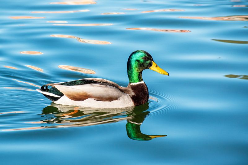 Male duck floating on a river