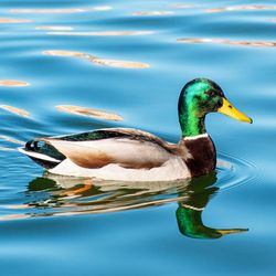 Male duck floating on a river