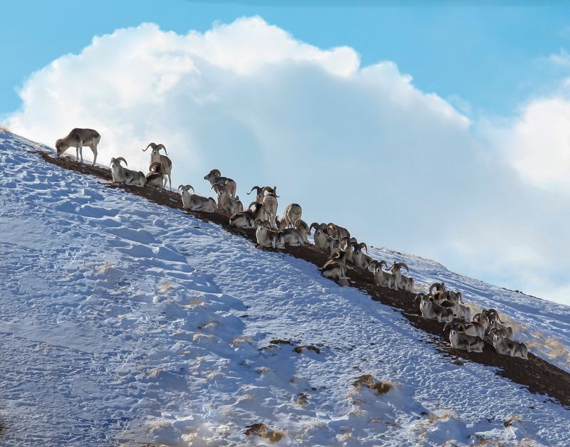 line of young Marco Polo argali sheep, with large curved horns, standing diagonally on a snow-covered hillside