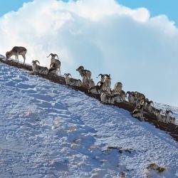 line of young Marco Polo argali sheep, with large curved horns, standing diagonally on a snow-covered hillside