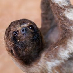 midge feeding on human skin next to a photo of a sloth